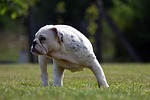bulldog dog puppy pet animal young domestic canine stock photo