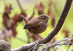 wren bird animal eurasian jenny songbird garden small stock photo