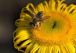 bee beautiful flowers insect pollinate pollination flower winged stock photo