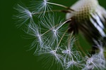 dandelion flower nature background wildflowers wallpaper beautiful flowers stock photo