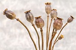 poppy seed capsules dry flower wallpaper background nature stock photo