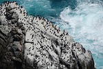 ocean birds nature rocks waves sea stock photo