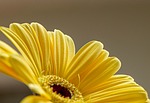 flower yellow bloom blossom beautiful flowers petals flora stock photo