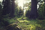 forest trees light dust clearing glade nature sunlight stock photo