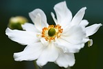 anemone beautiful flowers flower background white petals blossom stock photo