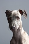 greyhound nature dog puppy italian pet animal young stock photo