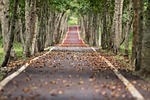 avenue nature trees road tree lined woodlands path stock photo