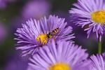 flower hoverfly pollination insect nectar aster beautiful flowers stock photo