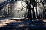 trees sunbeams forest woods woodlands glade undergrowth sunlight stock photo