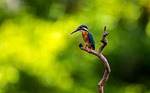 kingfisher bird perched animal feathers plumage beak bill stock photo