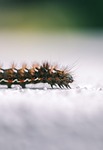 insect caterpillar entomology species macro stock photo
