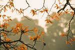 forest foliage autumn hanoi vietnam nature stock photo