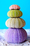 sea urchins sand coloured nature creature multicoloured stock photo
