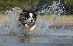 border collie leap nature water british herding dog stock photo