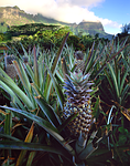 pineapple tahiti polynesian travel islands stock photo