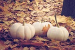 vegetable pumpkin nature autumn leaves fall season stock photo