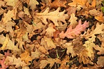 autumn leaves nature fall season stock photo