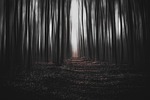 forest dark magic surreal trees mysterious nature scenery stock photo
