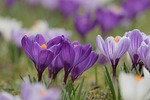 crocus blossom bloom spring beautiful flowers crocuses flower stock photo