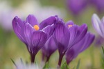 crocus blossom bloom spring beautiful flowers crocuses flower stock photo