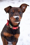 dog puppy snow pet cold animal snowflake christmas stock photo