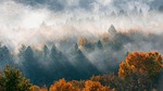 nature forest autumn season fall mist fog outdoors stock photo