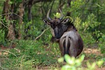 wildebeest horns animal mammal wild wildlife world nature stock photo