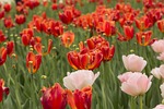 tulips flowers field flower background beautiful bloom petals stock photo