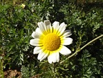 daisy flower wild bellis sylvestris stock photo