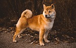 animal nature dog mammal pet shiba breed canine stock photo