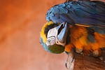 bird parrot nature ornithology species fauna avian animal stock photo
