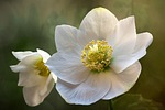 christmas rose blossom bloom hellebore helleborus winter blooming stock photo
