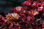 coleus red colored leaves nature flora stock photo