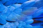 wing mac wallpaper feather bird macaw parrot 4k stock photo