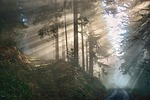 forest fog nature trees outdoors mystical stock photo
