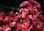 nature coleus leaves botany plant foliage growth stock photo
