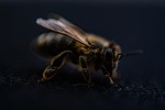 bee wings hair focus eye macro stock photo