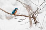 common kingfisher eurasian river winter alcedo atthis bird stock photo