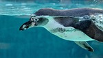 penguin bird animal zoo swimming aquarium nature stock photo