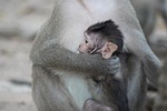 baby monkey primate animal nature wildlife stock photo