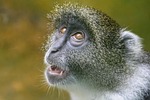 animal nature primate wildlife zoo close up stock photo