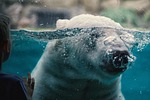 polar bear zoo captivity wild animal stock photo