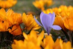 crocus flowers plants purple orange bloom flower background stock photo