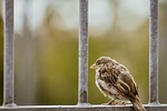 sparrow bird nature animal sperling perched fence plumage stock photo