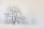 tree fog nature haze snow winter bare landscape stock photo