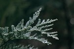 conifer branch dew wet dewdrop raindrop waterdrop grief stock photo