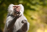 baboon animal wildlife gesture primate mammal nature zoo stock photo