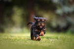 dog puppy cavalier running play pet animal young stock photo