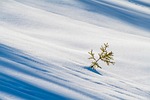 winter snow plant nature cold frost snowdrift alps stock photo