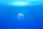 jellyfish animal underwater sea jelly cnidaria marine life stock photo
